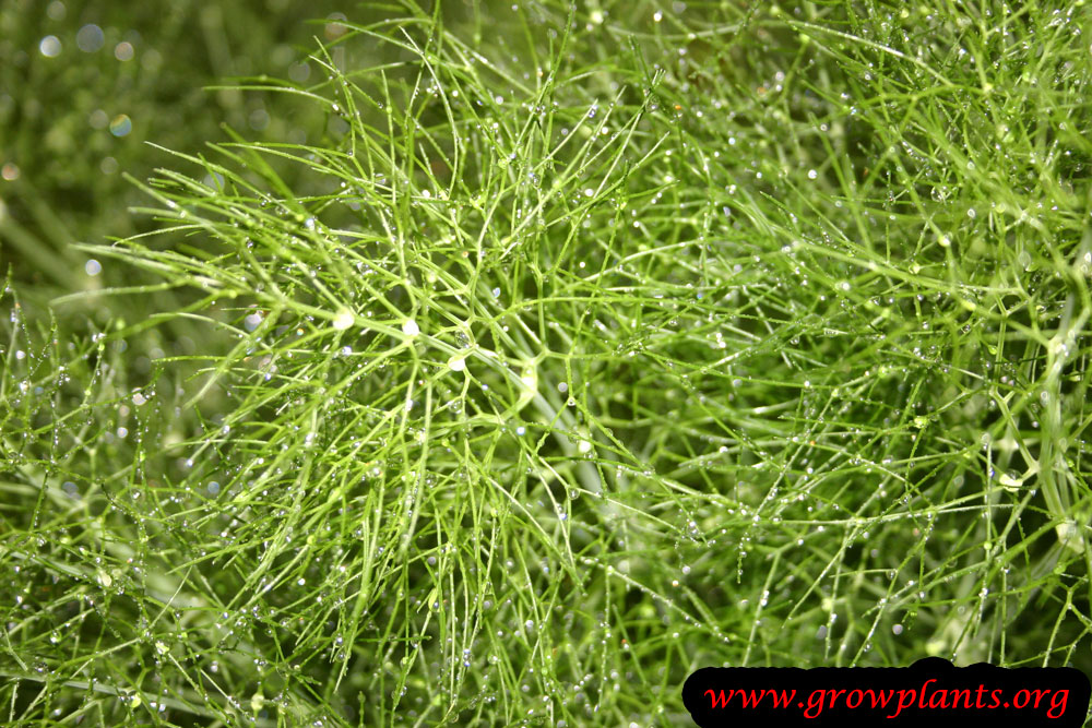 Harvest Fennel leaves