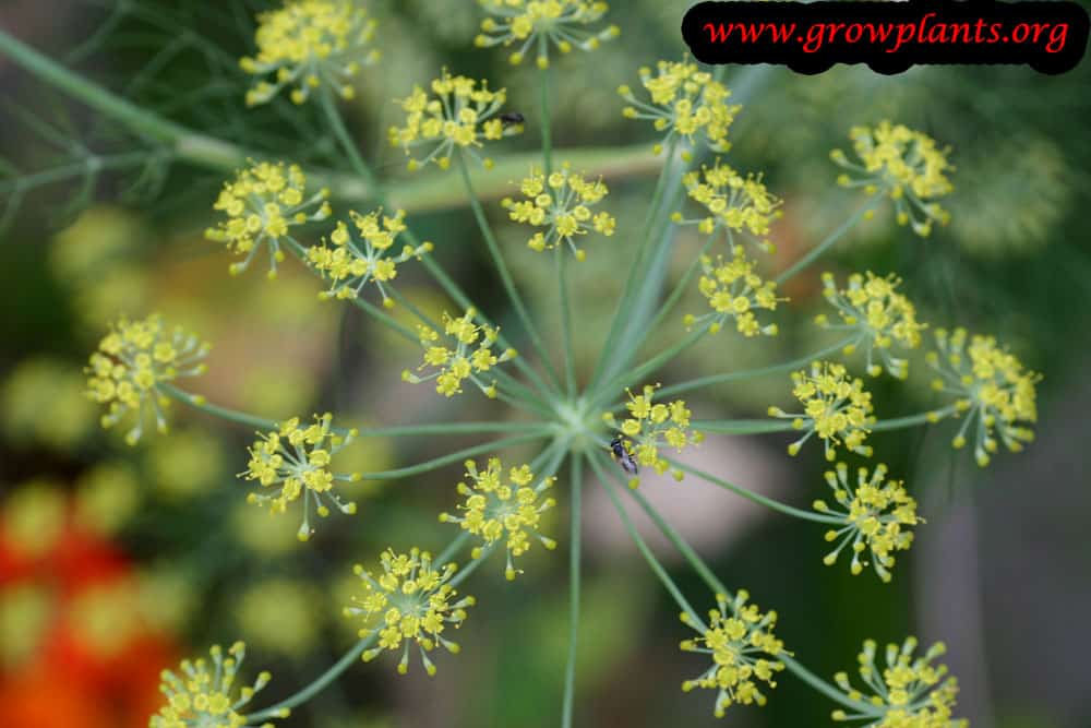 Fennel flowers