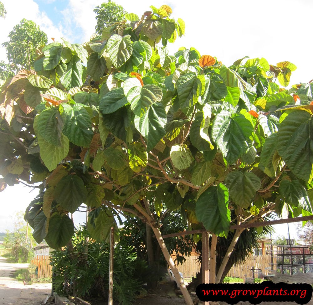 Ficus auriculata