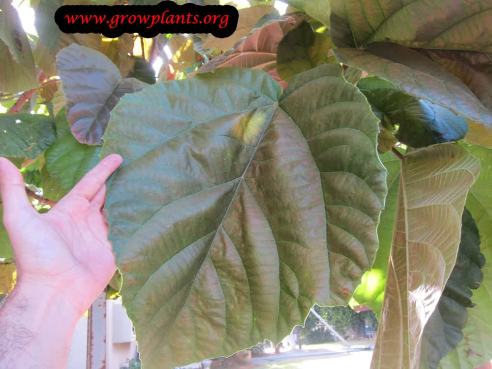 Ficus auriculata plant