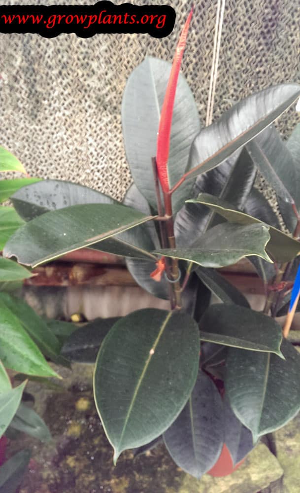 Ficus elastica How to grow &amp; care