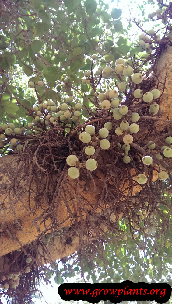Ficus sycomorus