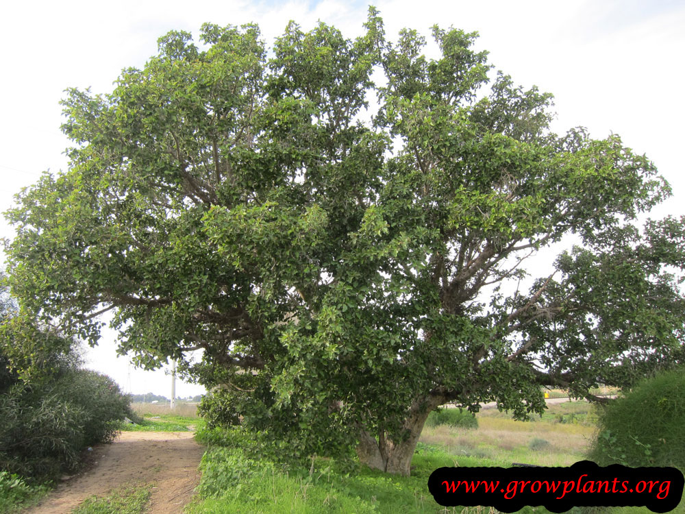 Growing Ficus sycomorus