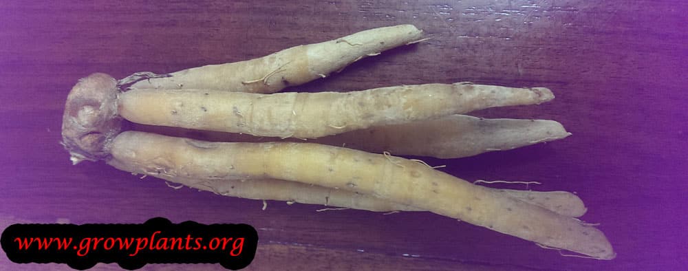Fingerroot roots