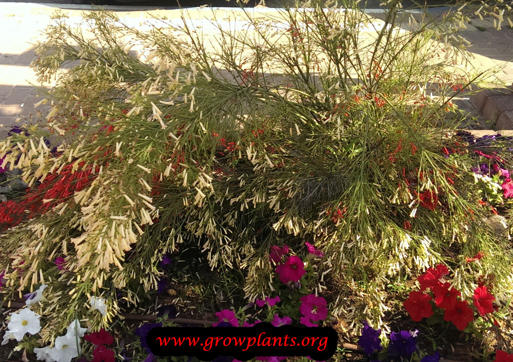 Firecracker plant How to grow & care