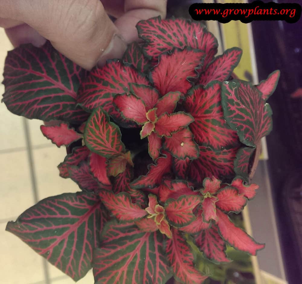 fittonia how to grow amp care fittonia light requirements