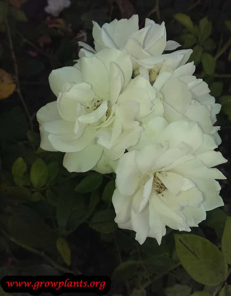 Floribunda rose