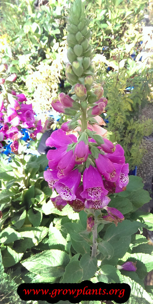 Foxglove