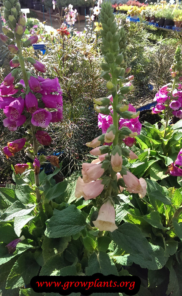 Foxglove plant care