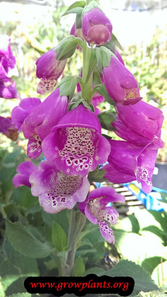 Growing Foxglove plant