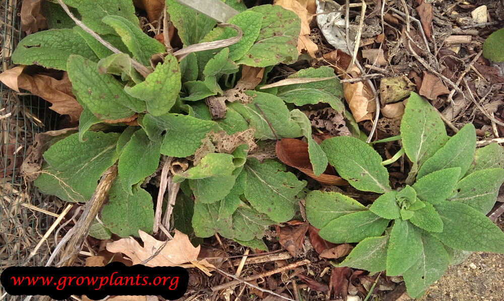 Foxglove plant