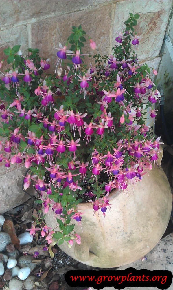 Fuchsia hybrida