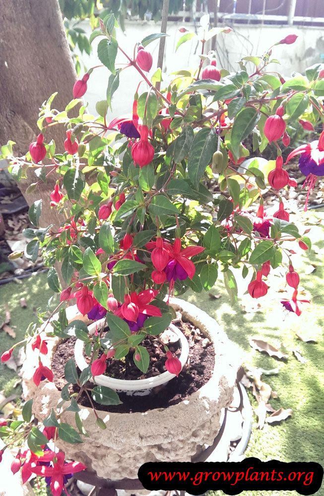 Growing Fuchsia hybrida flower