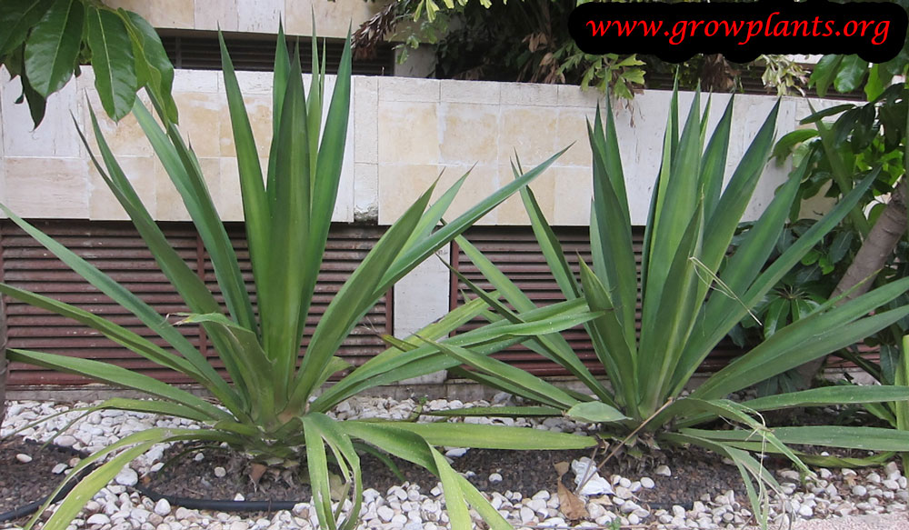 Furcraea foetida