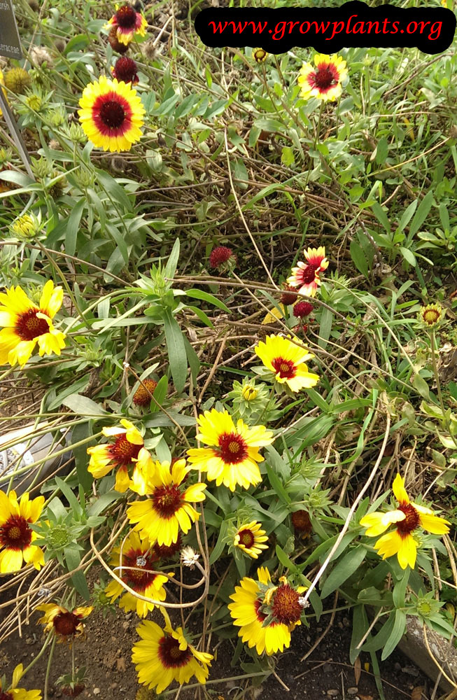 Gaillardia aristata How to grow plants