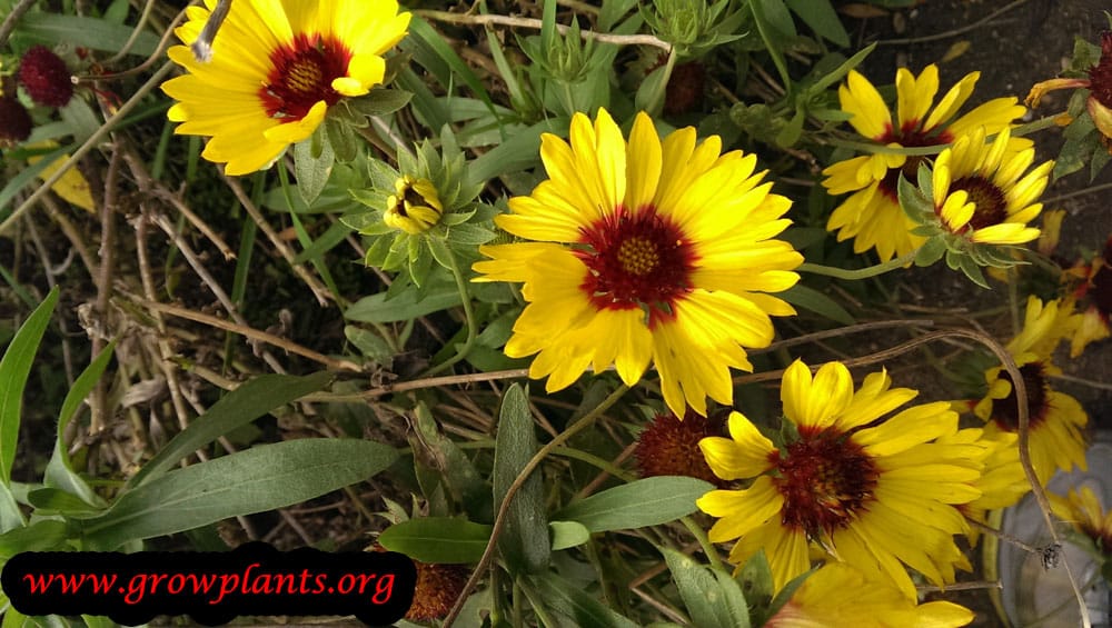 Gaillardia aristata How to grow plants