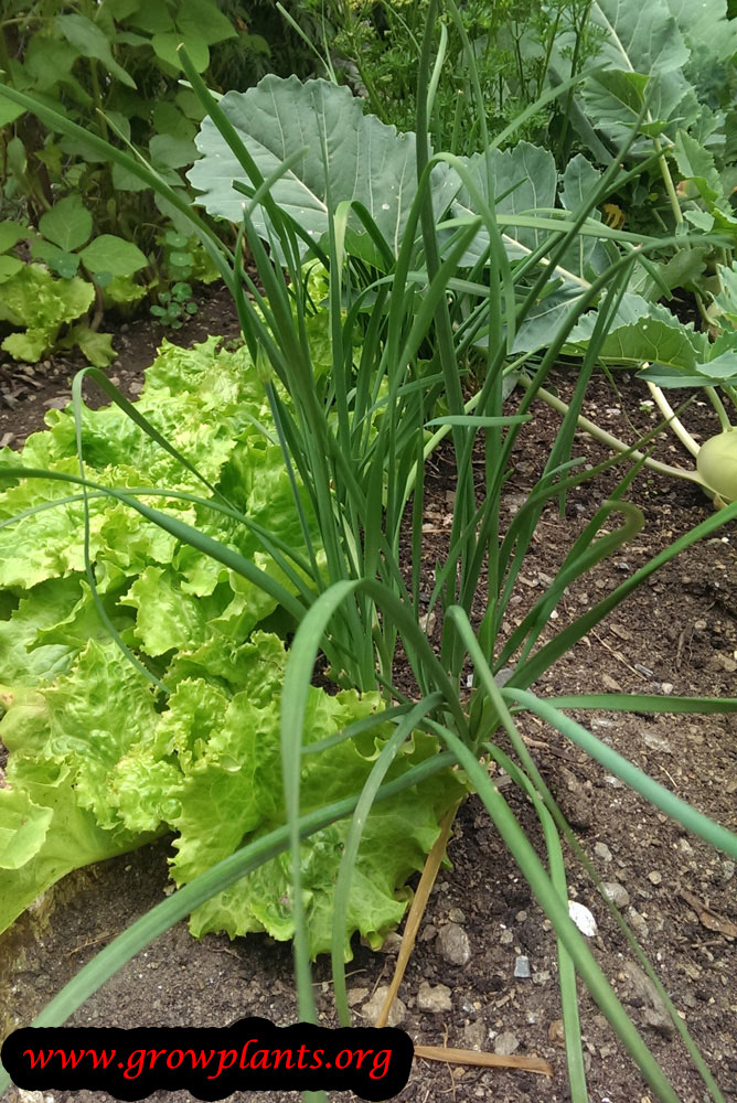 garlic growing plant chives grow growplants care plants