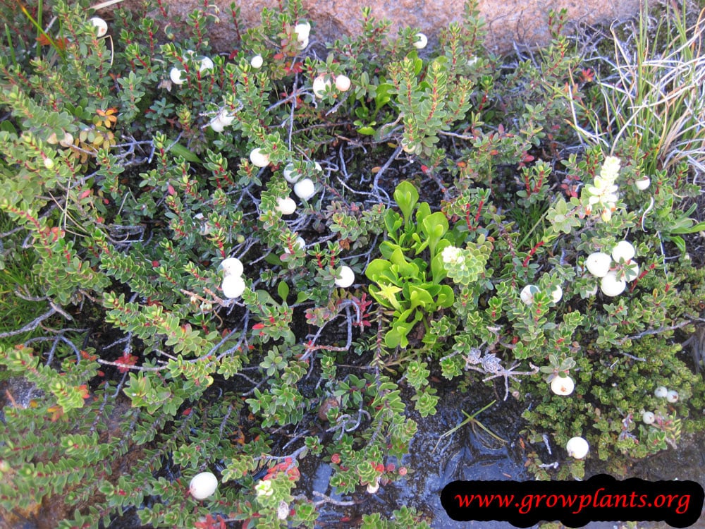 Gaultheria mucronata