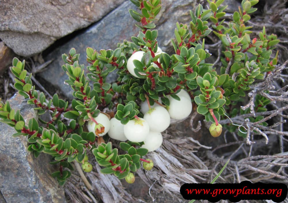 Growing Gaultheria mucronata