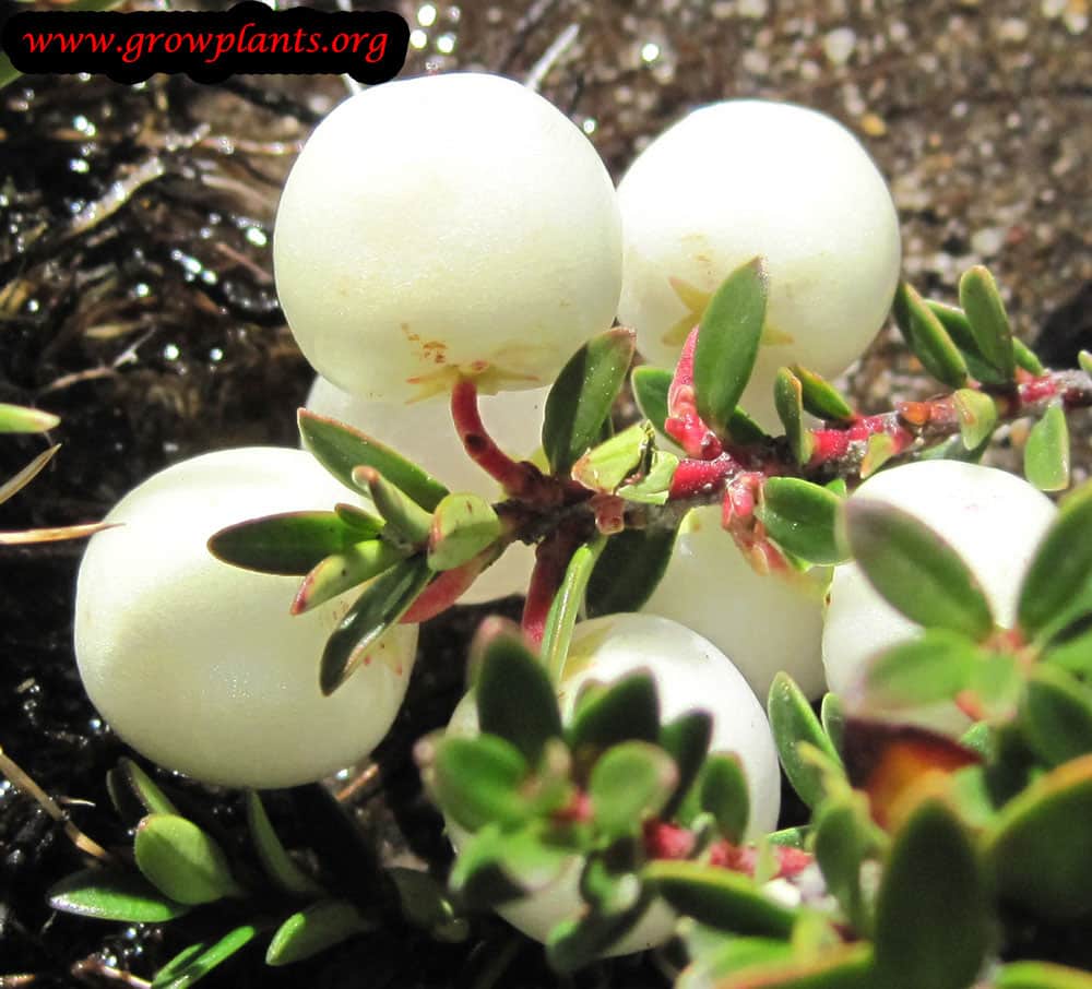 Gaultheria mucronata fruits