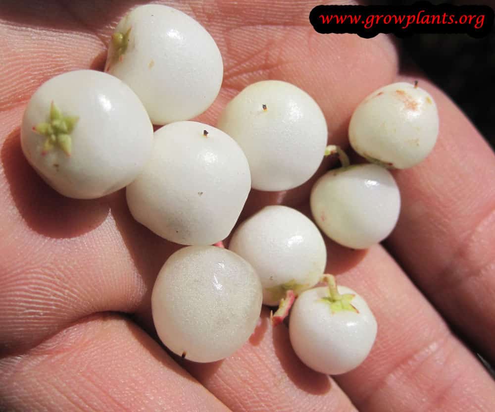 Harvesting Gaultheria mucronata fruits