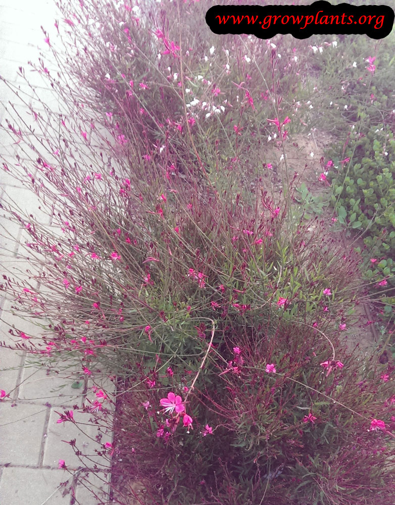 Gaura lindheimeri