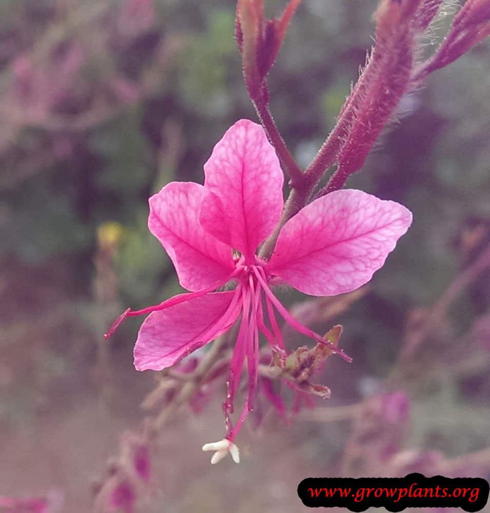 Growing Gaura lindheimeri