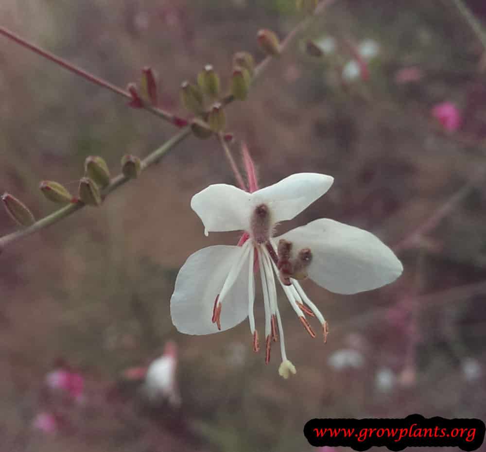 Gaura lindheimeri flower