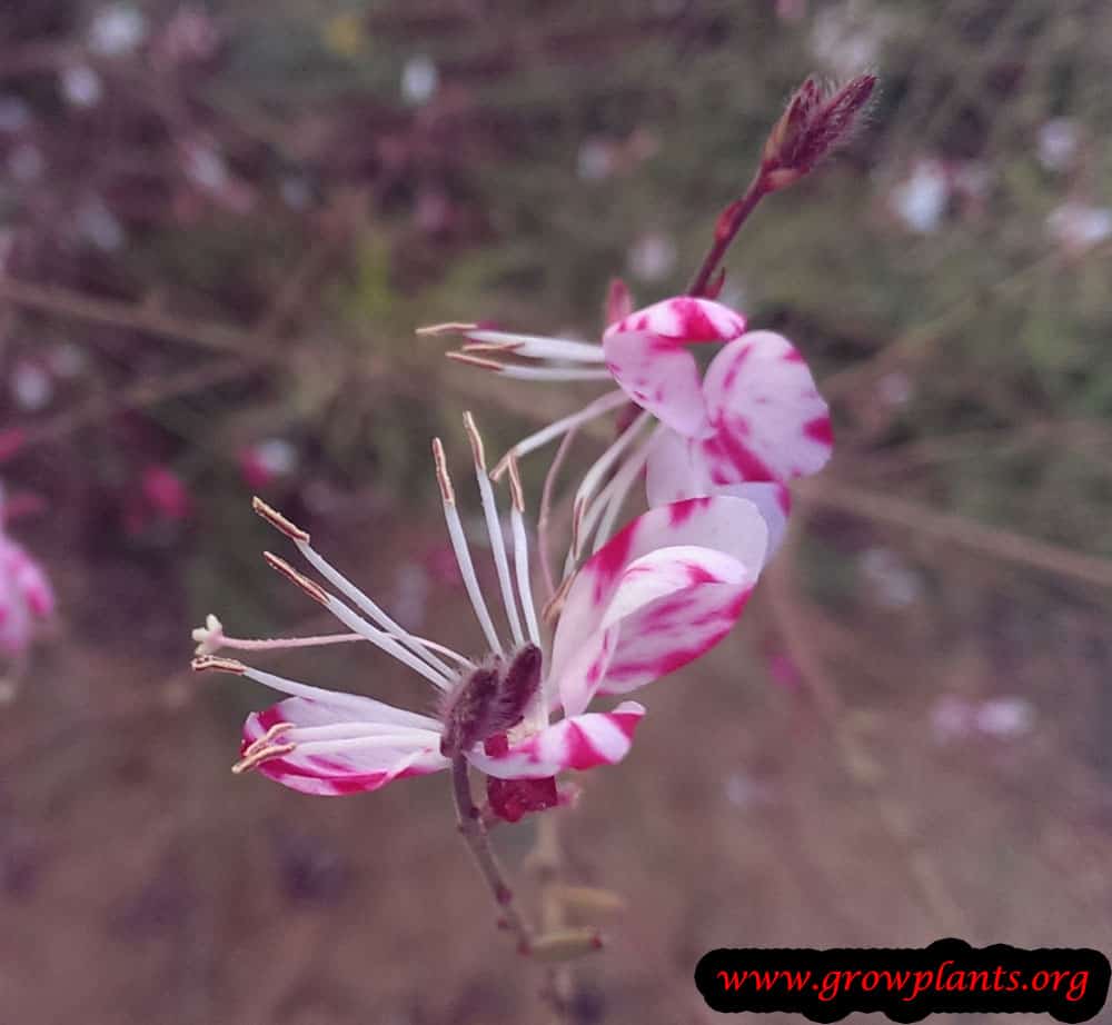 Gaura lindheimeri plant care