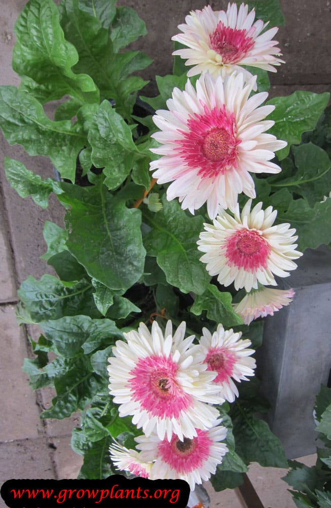 Gerbera How to grow & care
