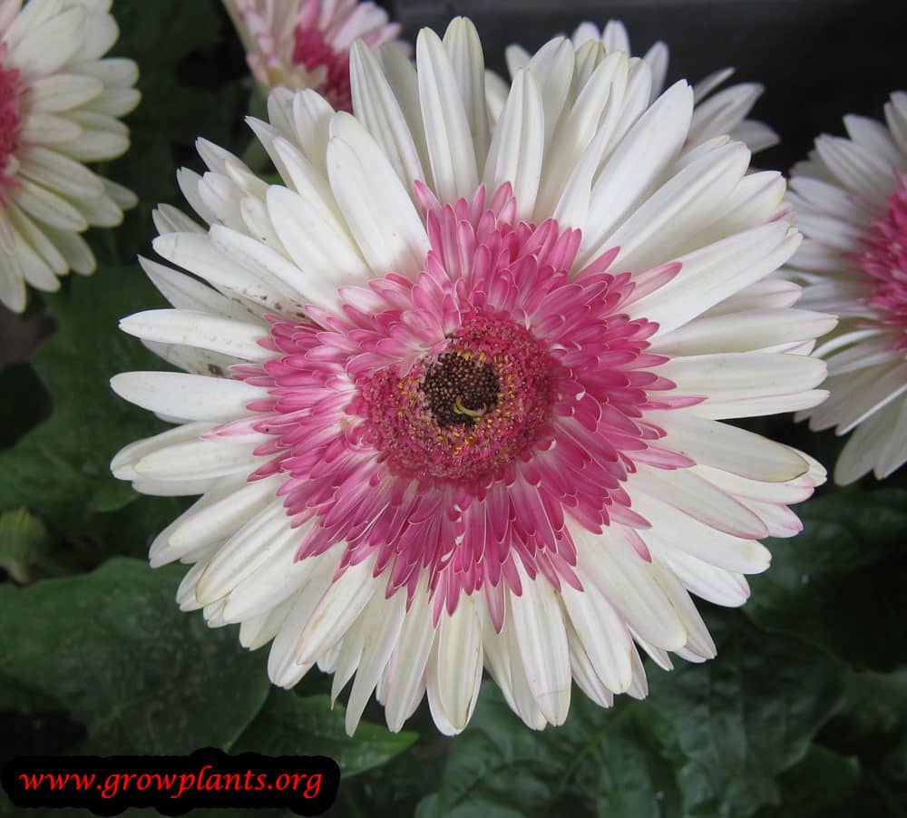 Gerbera How to grow & care