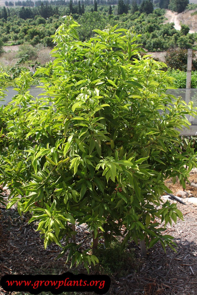 Gin berry How to grow & care