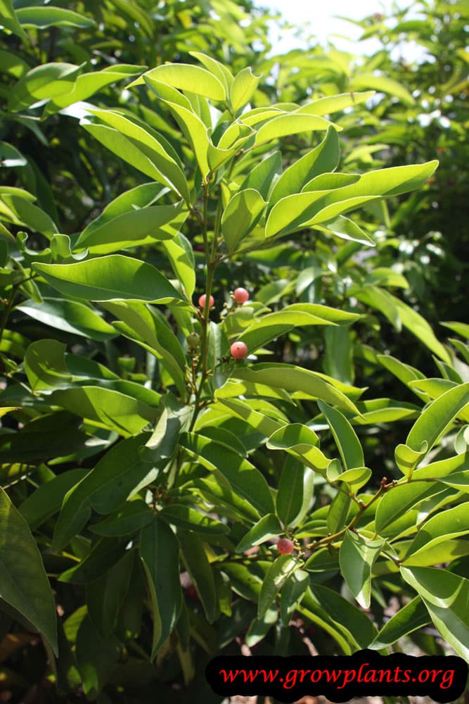 Gin berry How to grow &amp; care