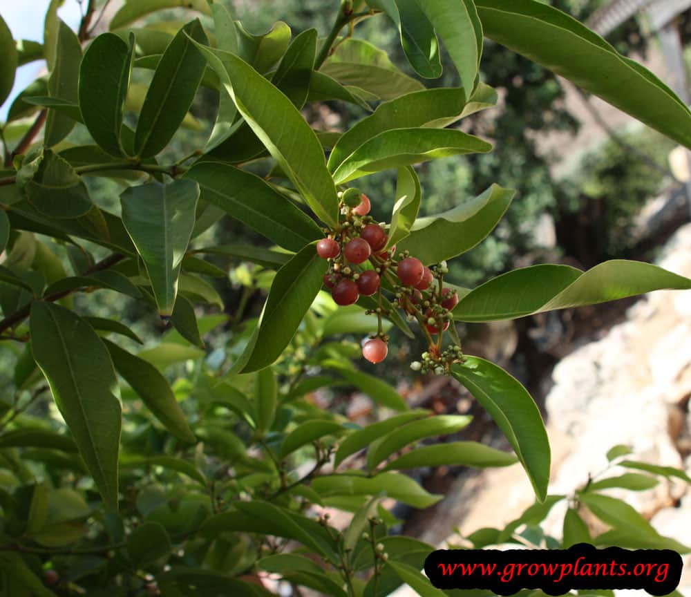 Gin berry How to grow & care