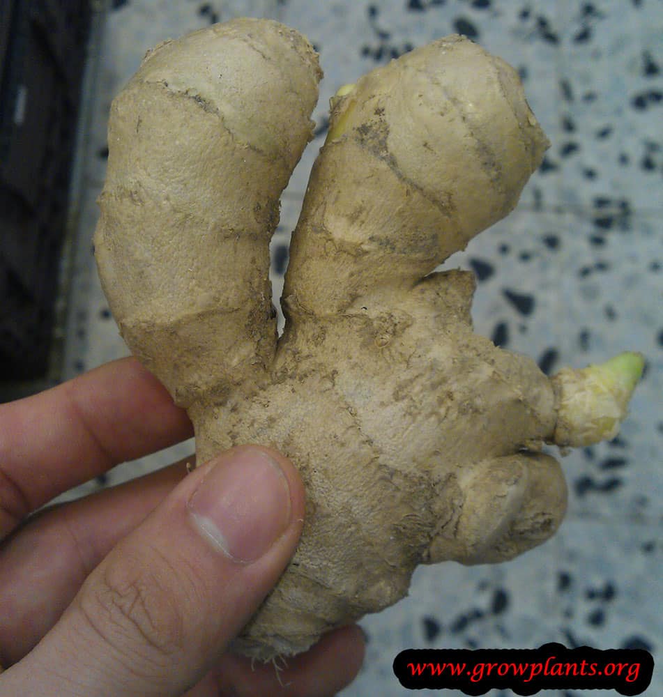 Ginger root - How to grow & care
