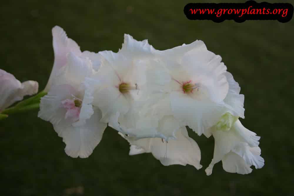 Gladiolus