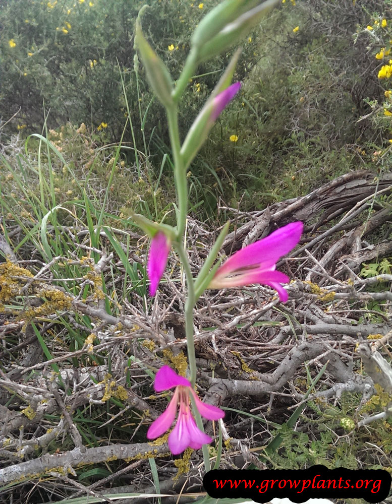 Gladiolus italicus