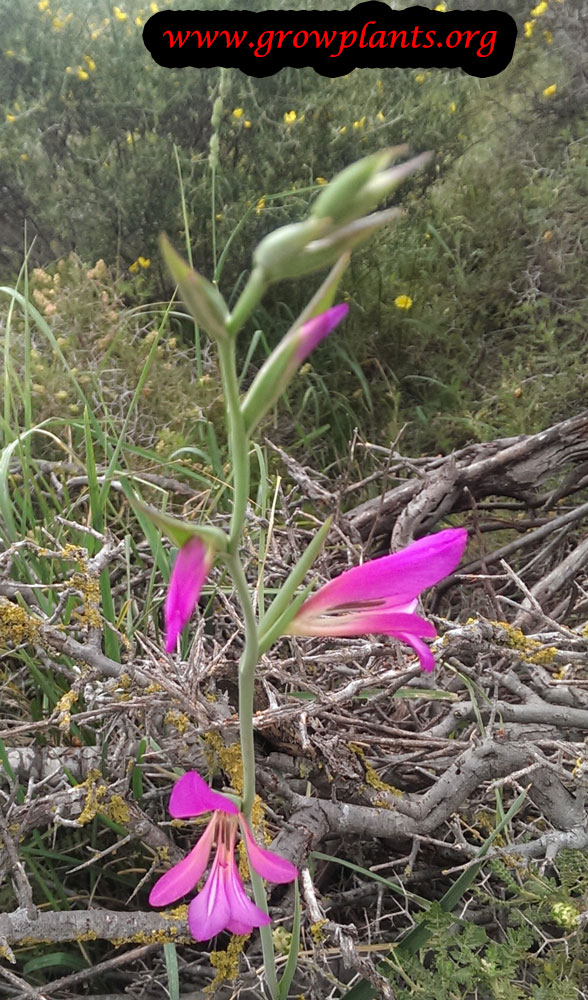 Growing Gladiolus italicus