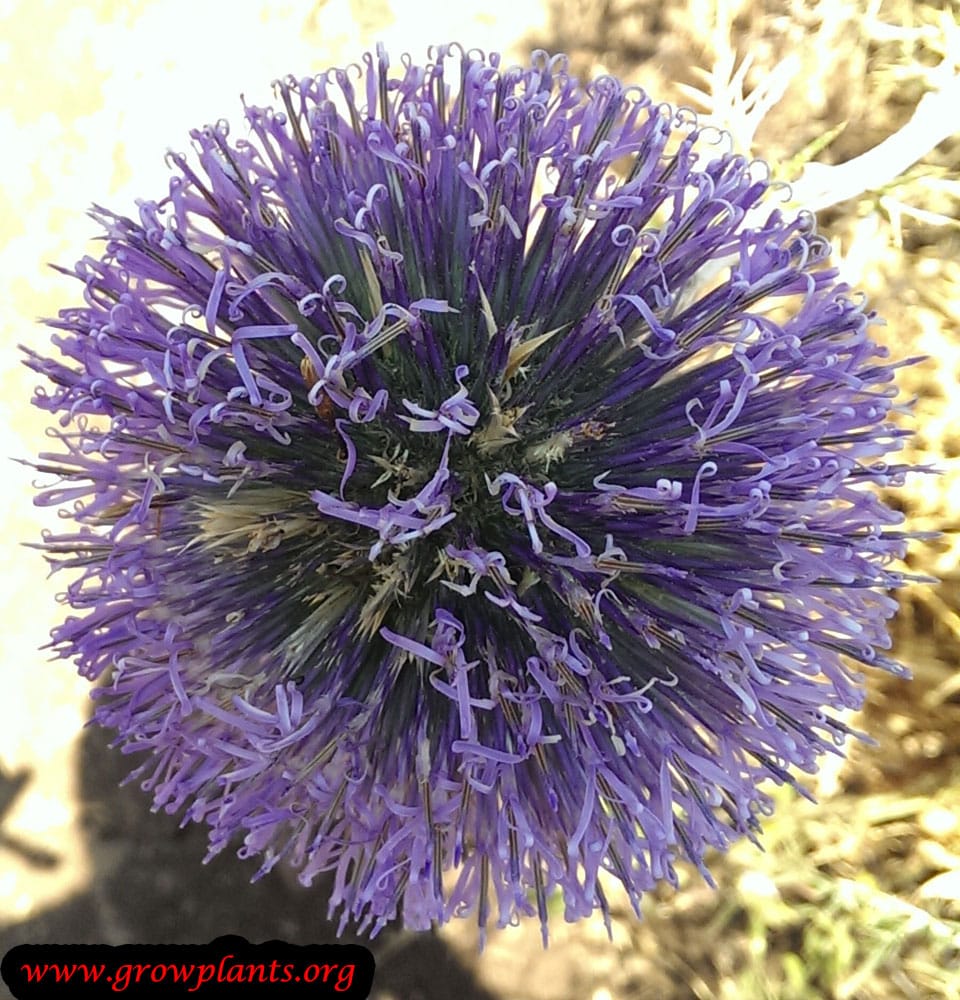 Globe thistle How to grow & care