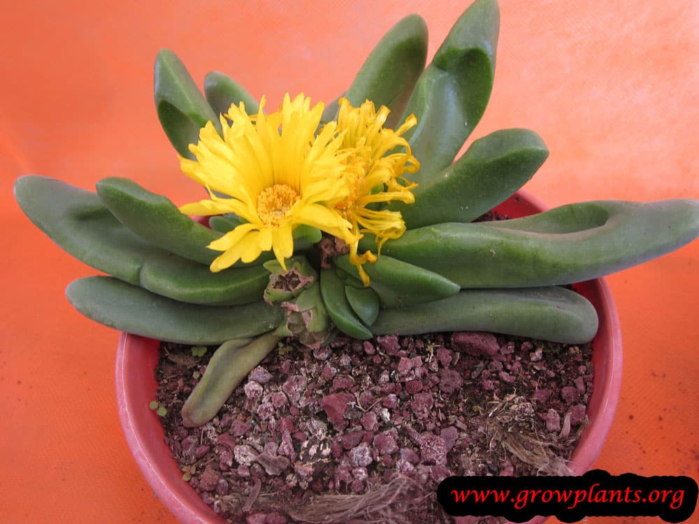 Glottiphyllum depressum