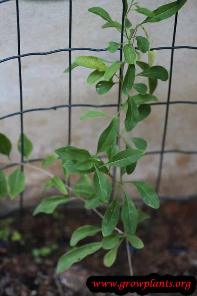 Goji berry plant