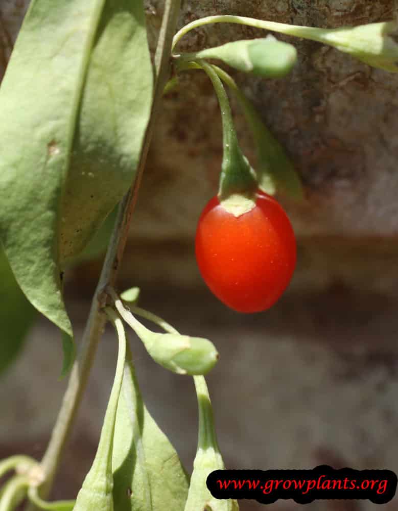 Goji berry fruits