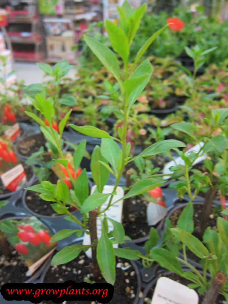 Goji berry plant care