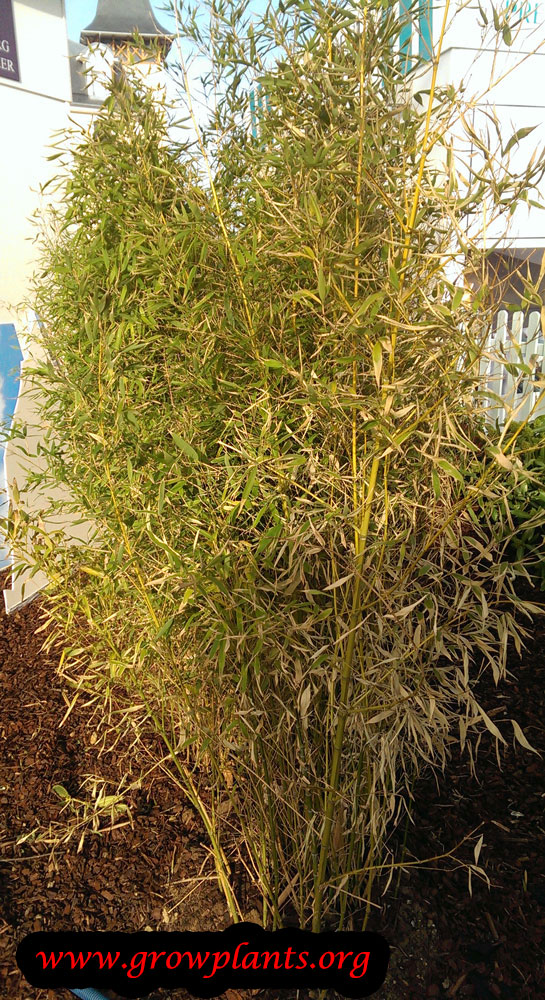 Golden bamboo How to grow & care