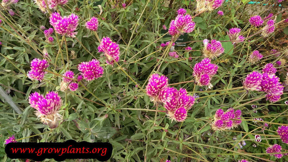 Gomphrena