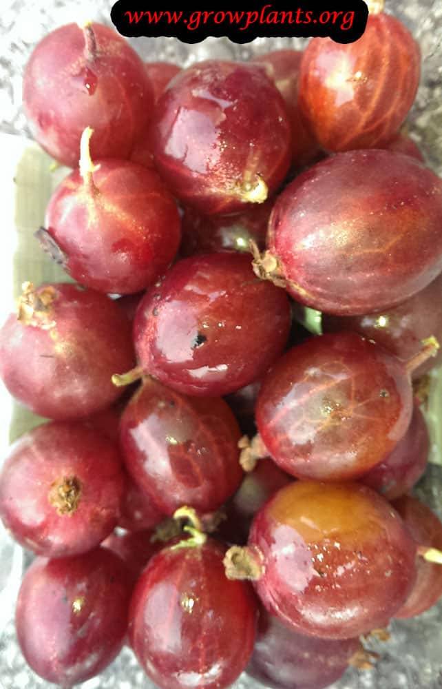 Harvesting Gooseberry plant