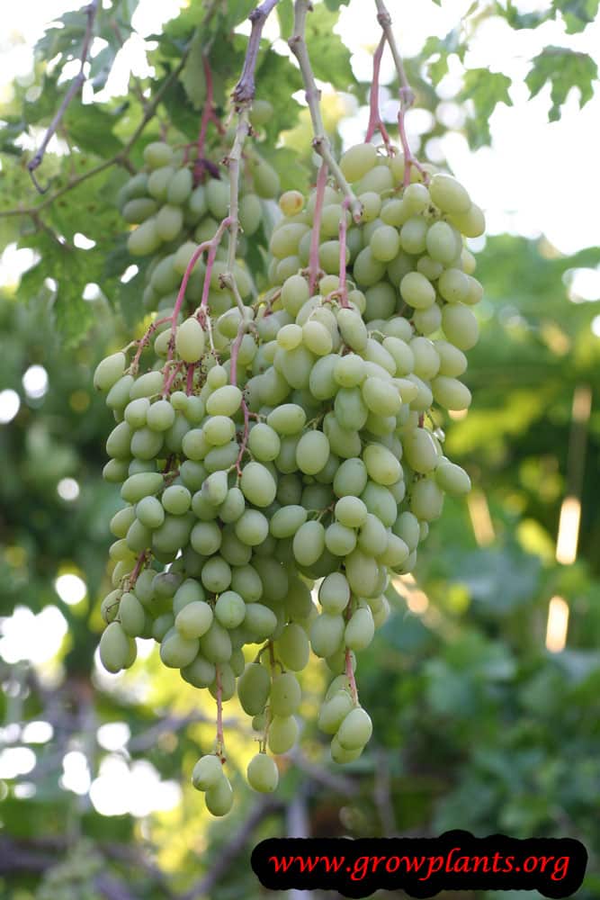Grape vine How to grow & care