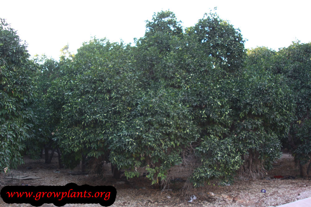 Grapefruit tree