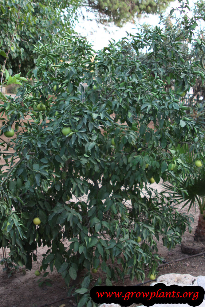 Grapefruit tree care