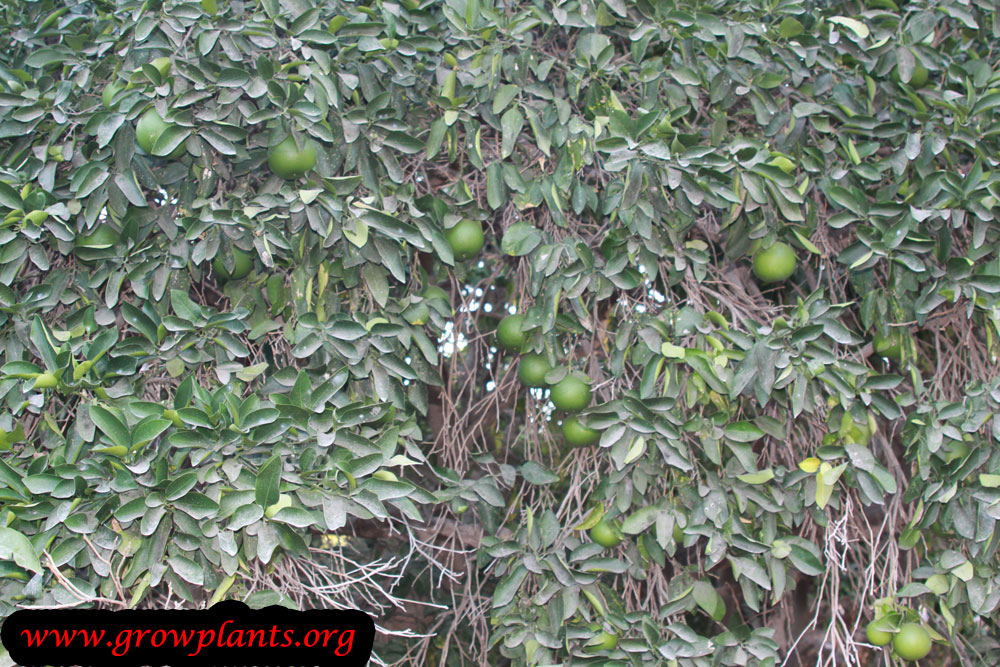 Growing Grapefruit tree